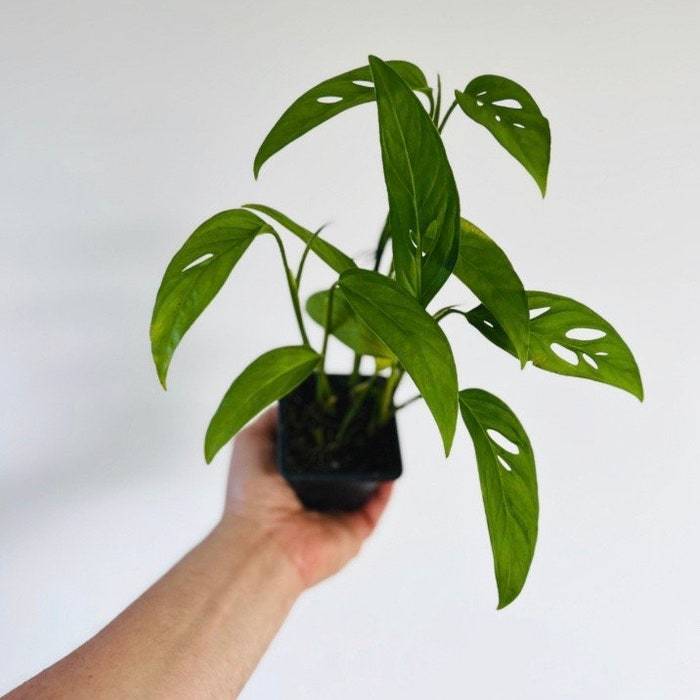 Monstera Swiss Cheese Narrow Leaf Starter Plants Live Houseplant In 3 In... - $51.98