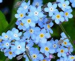 400 Seeds Forget Me Not Seed Woodland Wildflower Blue Blooms Spring Summ... - $8.99