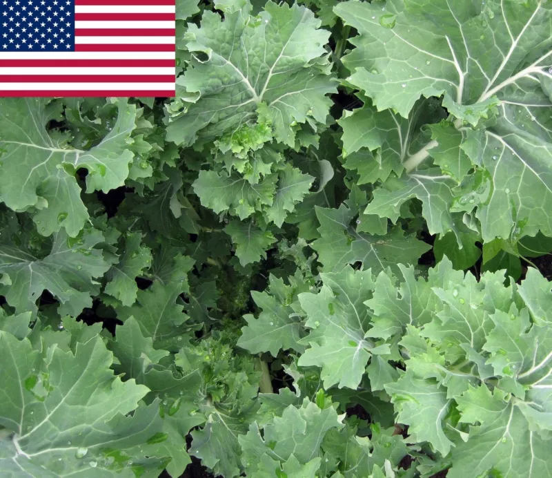 500 Seeds Siberian Kale Plant Heirloom Seeds Enjoy Soon - $10.39