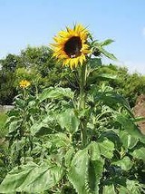 Sunflower, Mammoth Grey Stripe 500 Seeds Organic Newly Harvested, 8-12 Foot Tall - £10.17 GBP