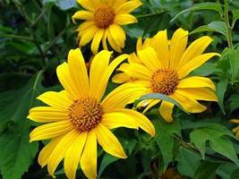 Mexican Sunflower Yellow Torch Flower, 35 seeds D - £11.45 GBP