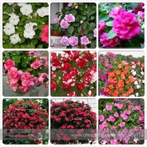 Mix Impatiens walleriana 9 Colors Busy Lizzie Balsam Perennial Flower 20... - $9.89