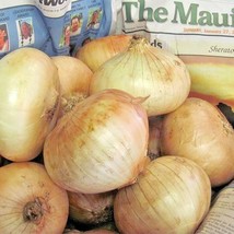 200 Maui Sweet Onion Seeds Organic Short Day Spring Fall Vegetable US Fa... - $3.50