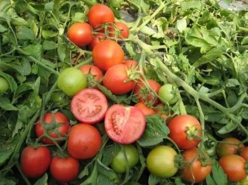 50 Seeds Sophya Tomato Vegetable Garden - $9.65