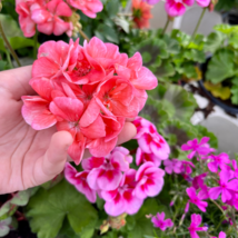 Kasuki Colorful Geranium Beautiful Garden Flower 50 PCS Seeds - $26.92