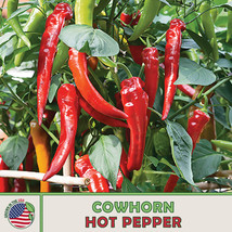 50 Cowhorn Hot Pepper Seeds Heirloom Non GM seeds (For Spring &amp; Summer) - $5.54