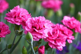 50 Pink Rose Carnation Dianthus Caryophyllus Flower Seeds   - $17.00