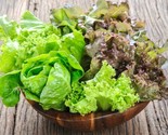 800 Seeds Mesclun Mix Leaf Lettuce Seeds Fast Shipping - £7.20 GBP