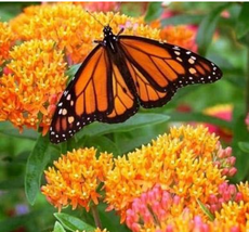 Hot Sale Sementes 20 Attractive Butterfly Milkweed Asclepias Tuberosa Seed - £9.62 GBP