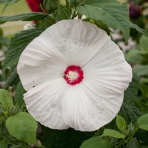 Hibiscus Seeds Honeymoon White With Eye Hardy Hibiscus 50 Seeds Perennial Seeds  - £40.30 GBP