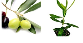 Olea europaea -  Olive Tree - Live Plant - Garden - £31.96 GBP