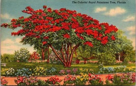 Colorful Royal Poinciana Tree Florida Postcard - $10.00