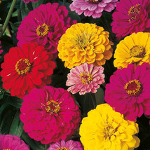 Dahlia Flowered Zinnia Mix Elegans Mixed Colors Easy to Grow  - £2.37 GBP