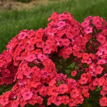 100 Sunset Coral Phlox Seeds for Garden Planting  - £6.32 GBP