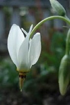 25+ Dodecatheon Meadia White Midland Shooting Star Flower Seeds Shade  - $9.88