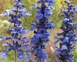 Blue Sage Flower Seeds 200 Salvia Farnicea  Garden Ornamental Fast Shipping - $8.99