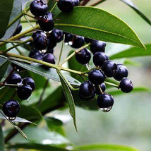 50pcs seeds Glabrous Greenbrier Rhizome - $106.86 MXN