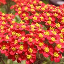 Fresh 500 Red Yarrow Seeds  - $5.79