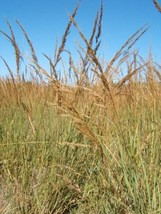 THJAR 300 Ornamental BIG BLUESTEM GRASS Beardgrass Andropogon Gerardii S... - $4.99