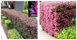 1 Plant Loropetalum Plum Delight Live Quart Size Plants Chinese Fringe Flower - $51.95