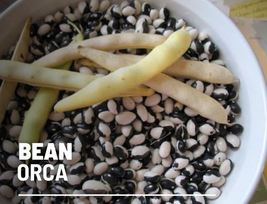 25 Bean Calypso Orca Seeds Phaseolus vulgaris Heirloom Vegetable Non-GMO - £14.19 GBP