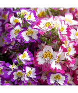 Schizanthus Pinnatus Seeds Poor Man&#39;s Orchid Dwarf Variety - $17.43 CAD