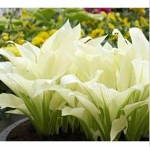 20pcs Hosta Plantaginea Fragrant Plantain Seeds Fire And Ice Shade White... - $5.65