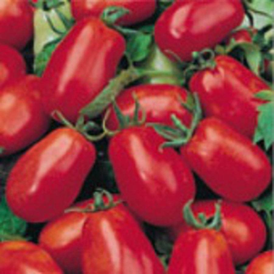 La Roma Iii Tomato Seeds Fresh Gardening USA SELLER - $8.59
