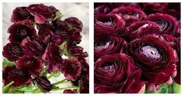 Cloni Success Nerone 3 Italian Ranunculus Flower Bulbs Gardening - £33.32 GBP