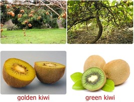 Kiwi Fruit Seeds All type of Golden Yellow Red Green Gooseberry Organic Non-GMO - £1.77 GBP+