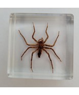 Real Genuine SPIDER Insect Paperweight Lucite Paper Weight Small Mini Sp... - $247.79 MXN