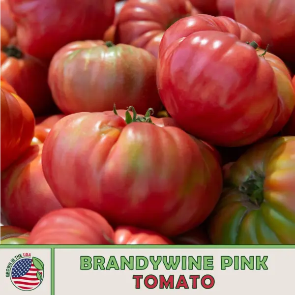 10 Brandywine Pink Tomato Seeds Heirloom Non Gmo Genuine Usa Garden - £7.11 GBP