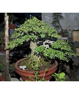 Tree Bonsai Etheria/Carmona Retusa - $65,614.51 MXN