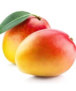 Seedling Mango Haden Mangifera Indica Tropical Live Fruit Tree 10In To 2... - $99.36 CAD