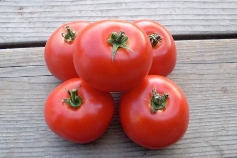 50 Seeds Santiam Tomato Tomatoe Garden Canning - $5.74