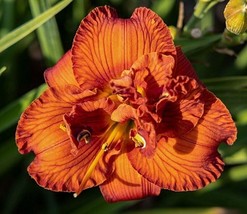 US Seller 10 Orange Returns Daylily Seeds Hemerocallis Orange Fast Shipping - $15.40