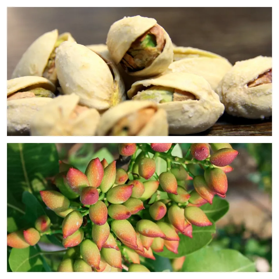 5 Seeds PISTACHIO NUT TREE Pistacia Vera Fruit Red Flowers - $9.99