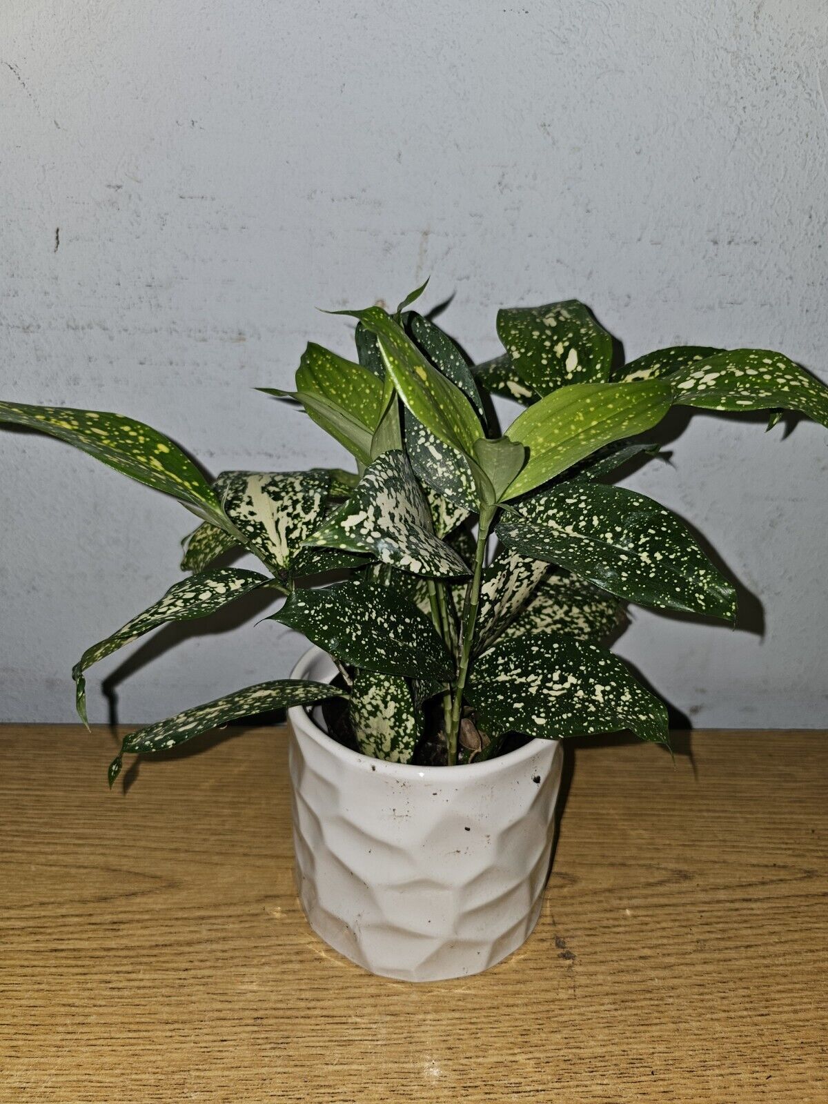 Dracaena Florida Beauty Goldust Live Plant In A 4 Inches Pot Japanese Ba... - $16.98