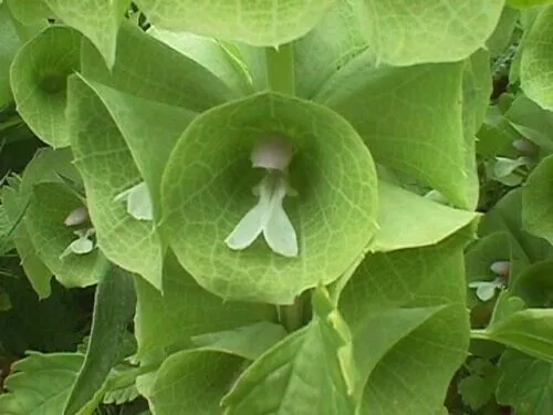 Bells Of Ireland Moluccella Laevis Shell Green White Flower 100 Pure Seeds Fresh - £7.97 GBP