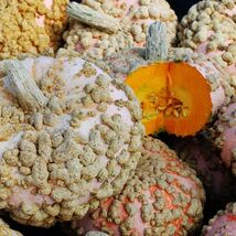 Galeux d&#39;Eysines Winter Squash Seeds, Peanut Pumkin, NON-GMO, FREE SHIPPING - $1.57+