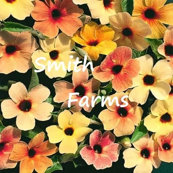 25+ Seeds Peach Black-Eyed Susan Flowers Vine Thunbergia - $12.77