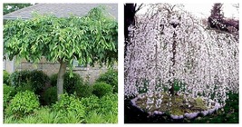 2 Weeping Cherry Trees 2.5&quot; pot - £53.18 GBP