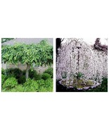 2 Weeping Cherry Trees 2.5&quot; pot - £54.51 GBP