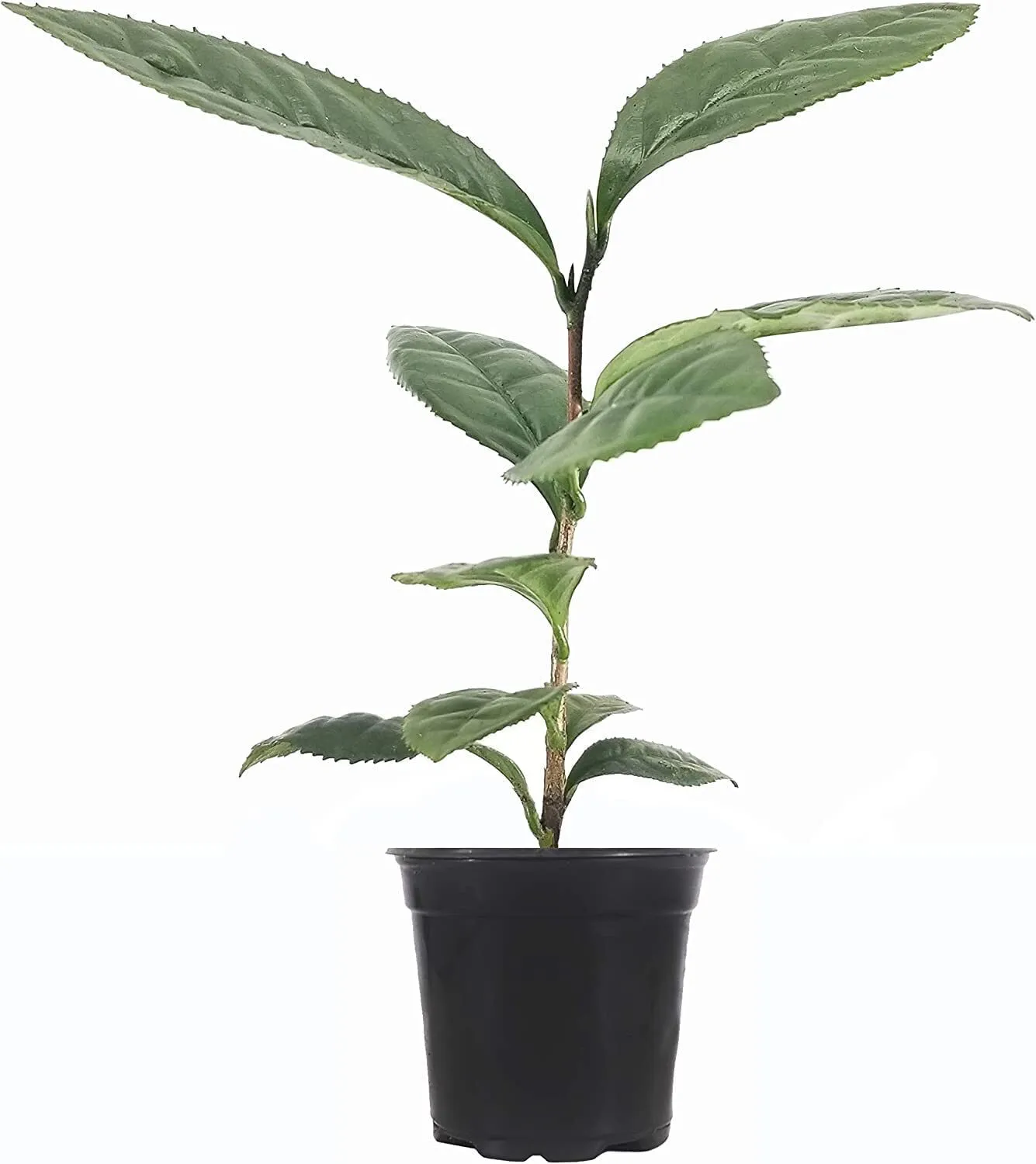 Tea Plant Live Camellia Sinensis Brew Your Own Black Green and White Tea - £31.96 GBP