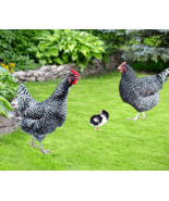 3Pcs Chicken Stake Family Decor Realistic Garden Statues Yard Art Rustic... - €23,44 EUR