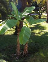 4&#39;&#39; Pot Basjoo Banana Musa Baby Tree Live Plant Cold Hardy - £30.21 GBP