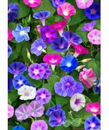 ADW 25 Tall Mixed Morning Glory Seeds 15 Ft Vines Freesh Harvest Fast Gr... - $17.95 CAD