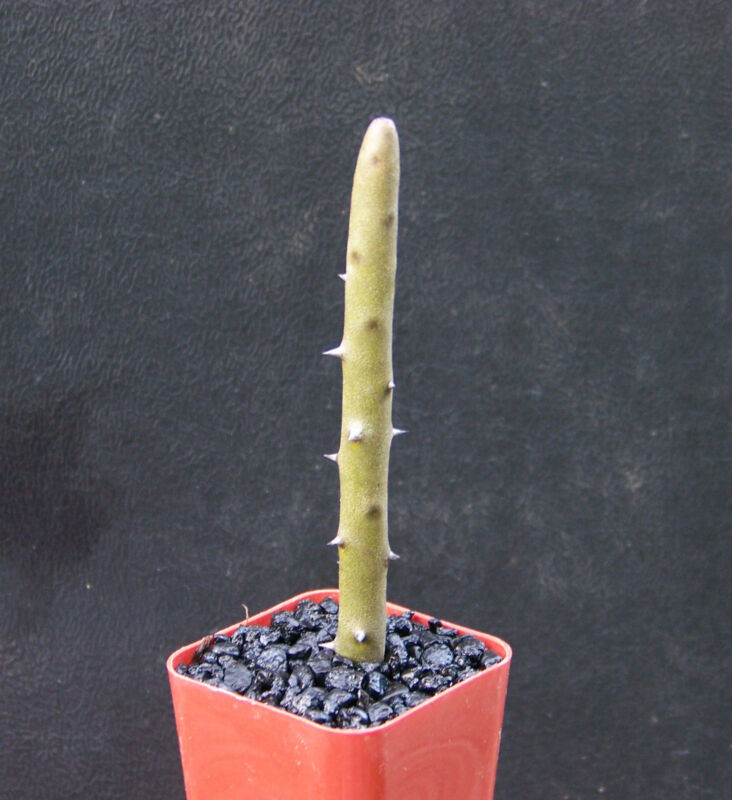 Garden Store 2&quot;&quot; Pot Alluaudia Dumosa Madagascar Ocotillo Spiny Reptile ... - $33.78