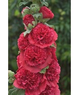 25 Double Rosey Red Hollyhock Seeds Perennial Giant Flower Garden Plant ... - $9.78