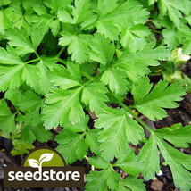 HT Giant Italian Parsley Seeds 500 Seeds Heirloom Non-Gmo Herb Seeds 113... - $9.94